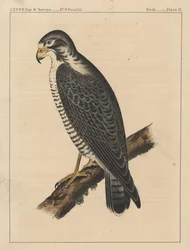 Birds, Plate XI